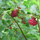 Illustration for article titled The Tastiest Berries That Grow Wild In North America